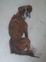 Boxer dog portrait