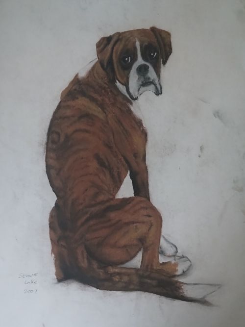 Boxer dog portrait