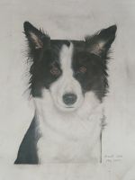 black and white collie portrait