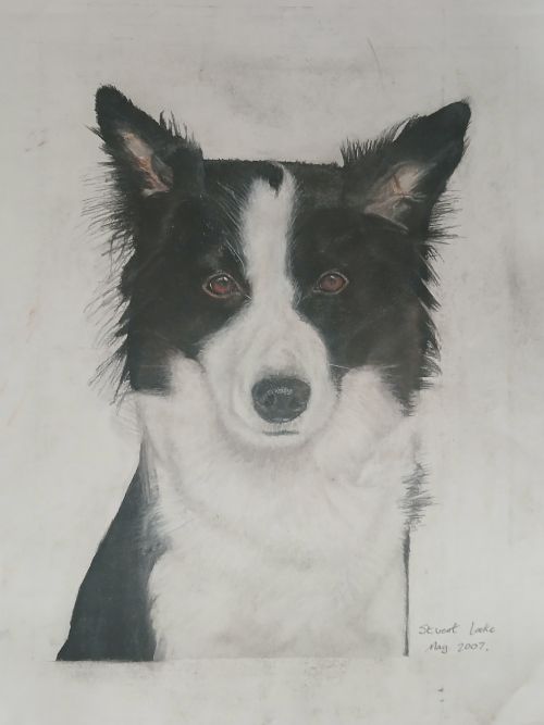 Collie dog portrait