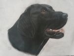 Labrador portrait