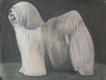 Old English Sheepdog portrait